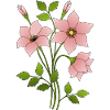 Bouquet of flowers