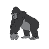 Gorilla - Strong silverback