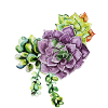 succulents