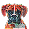 boxer