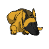 Malinois dog
