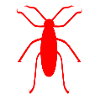 insect