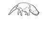 anteater