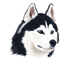 Husky Dog