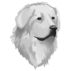 Great Pyrenees Dog