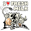 milk cow