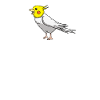 Cockatiel Nymphenssittich