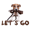 jack russel