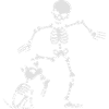 Dog like bones skeleton