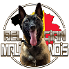 BELGIAN MALINOIS