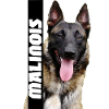 malinois