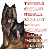 malinois tervueren