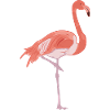 flamingo