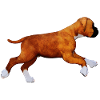 Dog boxer puppy