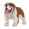 british bulldog Bulldog