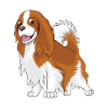 cavie Cavalier King Charles Spaniel