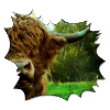 Highland Cattle