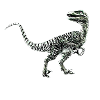 Velociraptor