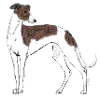 Greyhound