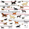 leash Dog