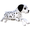 Dog Dalmatian puppy