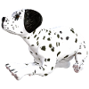 Dog Dalmatian puppy