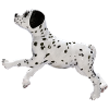 Dog Dalmatian puppy