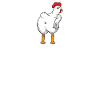 Funny chicken chicken