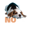 Beagle Hündchen Geschenkidee