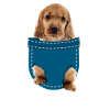 Cocker Spaniel