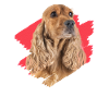 Cocker Spaniel Hündchen Geschenkidee