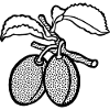 plum lineart