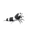 Bumblebee shrimp