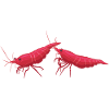 Red Fire Sakura