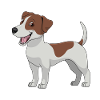 jrt Jack Russell Terrier