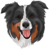 Australian Shepherd 2 head