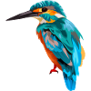 Koenigsfischer