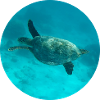 Sea Turtle