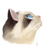High-looking cat