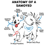 Anatomie d'un chien Samoyède
