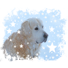 Retriever, Golden Retriever, Dog, Christmas,
