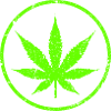 Cannabis