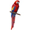Parrot - Ara parrot