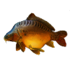 Big carp