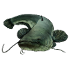 Catfish