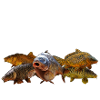 carp gang
