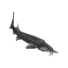 baeri sturgeon