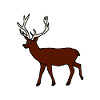 Hirsch, Waldtier