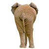 Éléphant popo