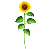 Sunflower sunflower sunflower seeds